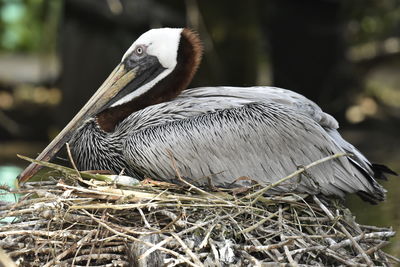 Close-up of bird perching on nest