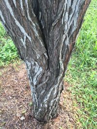 Close-up of tree trunk