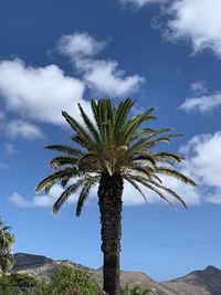 Low angle view of palm trees against sky