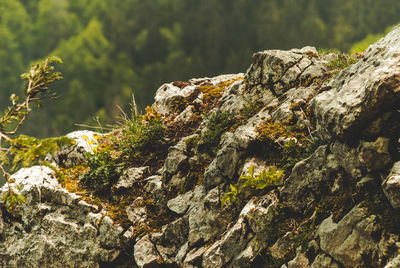 Close-up of moss on rock