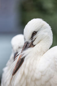 Close-up of a bird