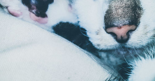 Close-up of a dog sleeping