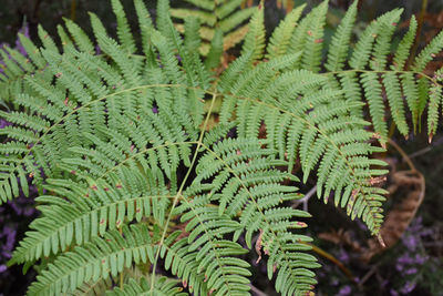 High angle view of fern leaves