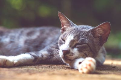 Close-up of cat resting