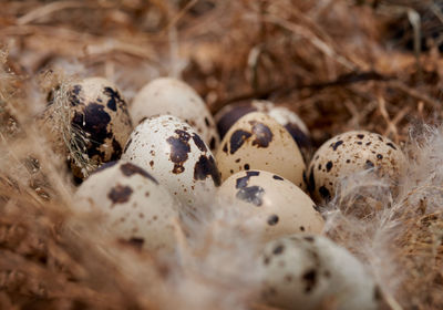 Quail eggs in hay nest