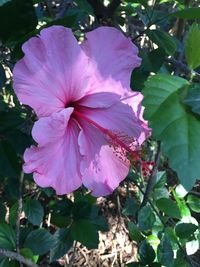 Close-up of pink flower