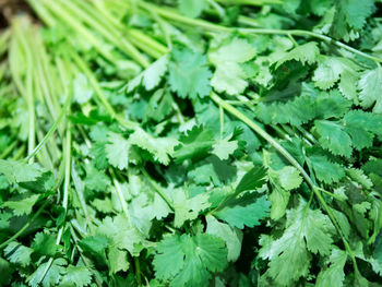 Full frame shot of green leaves