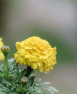 Close-up of yellow flowering plant