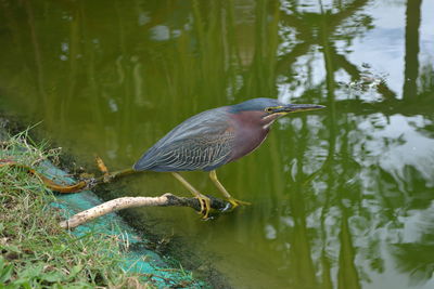 Bird perching on a lake