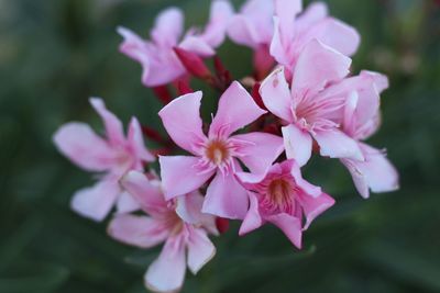 Close-up of pink flowers