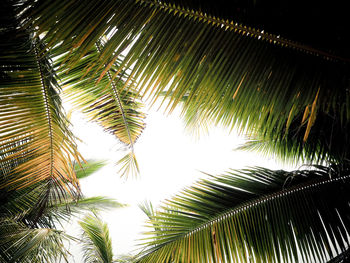 Low angle view of palm trees against sky