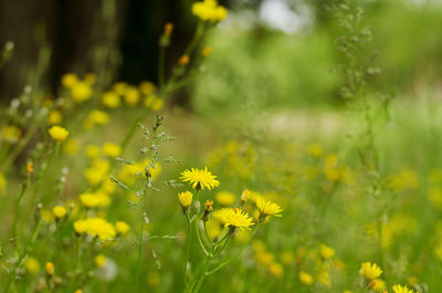 Close-up of yellow flowering plant on field