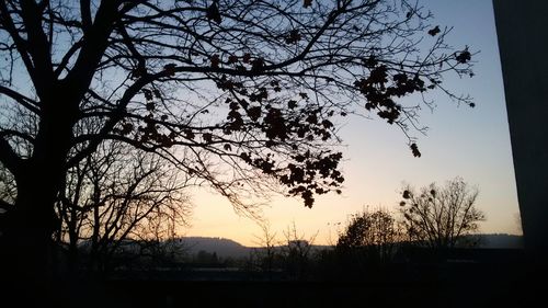 Silhouette bare tree against clear sky