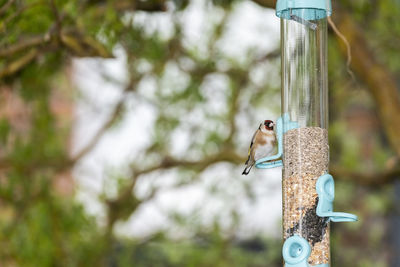 Close-up of bird perching on feeder