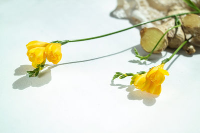 Close-up of yellow flowering plant against white background