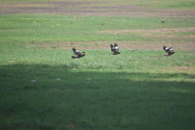 Birds on grassy field