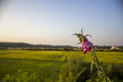 Close-up of yellow flower growing in field