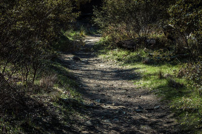 Dirt road in forest