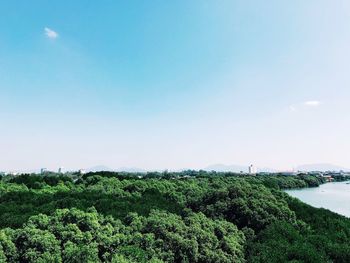 Plants growing on land against sky