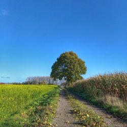 Trees growing on field against clear blue sky