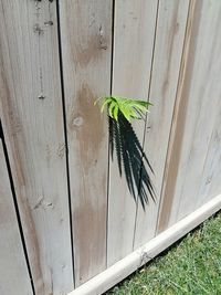 High angle view of lizard on wood