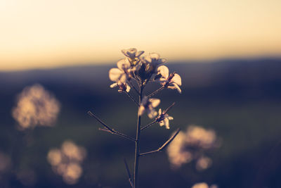 Close-up of plant growing on field against sky