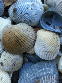 Close-up of seashells