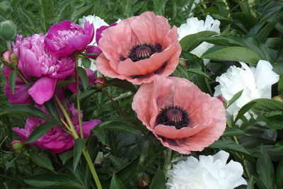 Close-up of pink rose flower