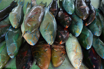 High angle view of dead fishes