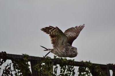 Low angle view of owl taking off from railing against sky