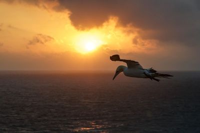 Northern gannet flying over sea against sky during sunset