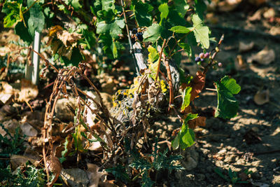 Close-up of plant growing on field