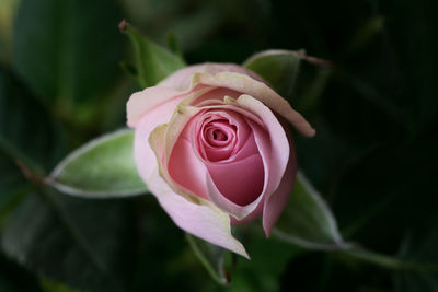 Close-up of pink rose