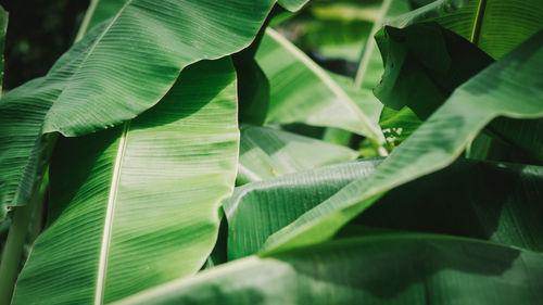 Close-up of green leaves on plant