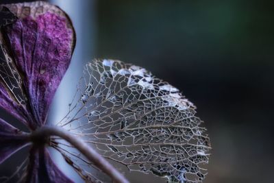 Close-up of purple flower