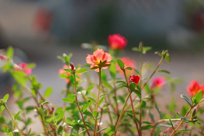 Close-up of red flowering plant