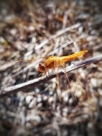 Close-up of dragonfly on plant