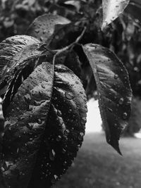 Close-up of leaves