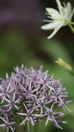 Close-up of purple flowering plant