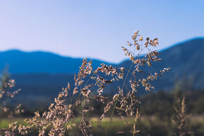 Close-up of flowering plant against blue sky