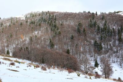 Snow covered landscape