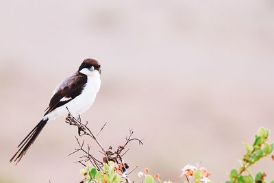 Bird perching on tree