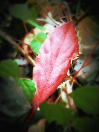 Close-up of pink flower