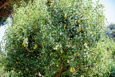 Close-up of berries growing on tree