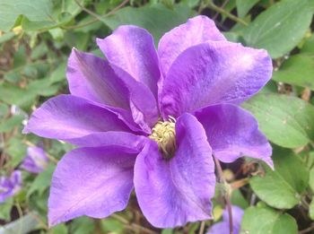 Close-up of purple flowers