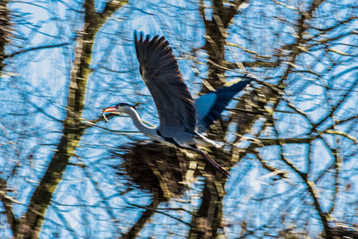 Low angle view of a bird flying