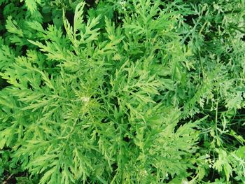 Full frame shot of fresh green plants