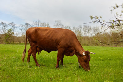 Cow standing on field