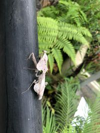Close-up of insect on plant