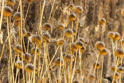 Close-up of thistle flowers